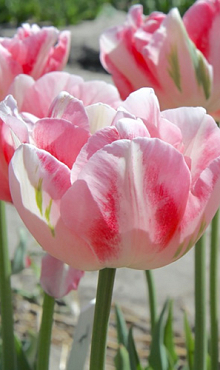 TULIPA FINOLA