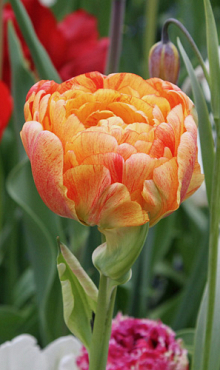 TULIPA GUDOSHNIK DOUBLE