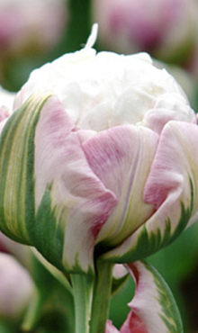 TULIPA ICE CREAM