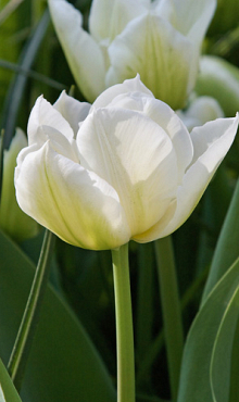 TULIPA NORTHCAP