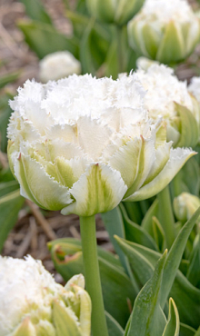 TULIPA SNOW CRYSTAL