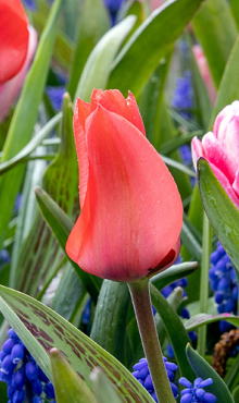 TULIPA ORATORIO