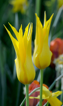 TULIPA FLASHBACK