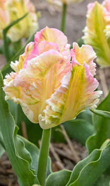 TULIPA CABANNA