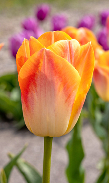 TULIPA SALMON DYNASTY