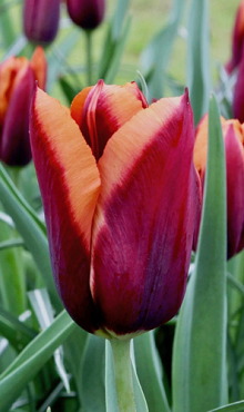 TULIPA SLAWA