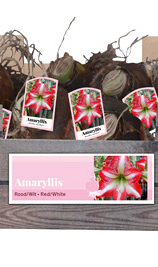X 30 AMARYLLIS ROOD/WIT INCL. LABEL 32/34
