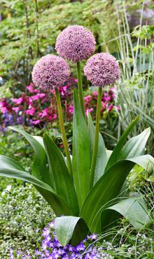 ALLIUM LUCKY BALLOONS