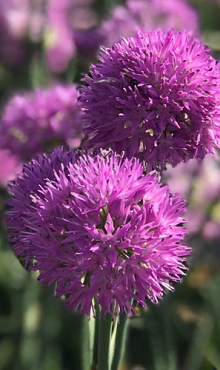 ALLIUM ROSY DREAM