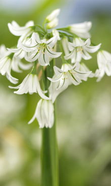 ALLIUM TRIQUETRUM