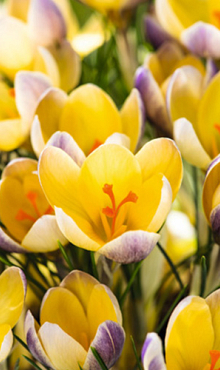 CROCUS SPECIE CHR. ADVANCE