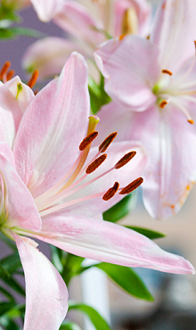 LILIUM AZIATISCH ROZE