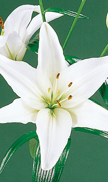 LILIUM AZIATISCH WIT