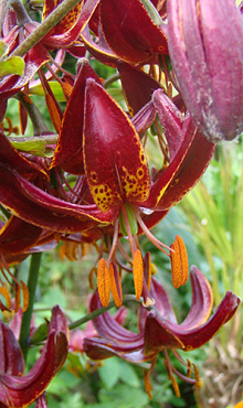 LILIUM MARTAGON CLAUDE SHRIDE