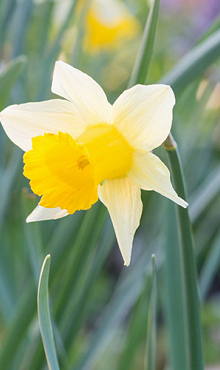 NARCISSUS LOBULARIS