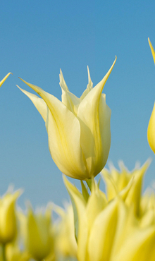 TULIPA JOHAN CRUYFF