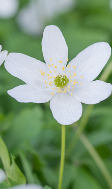 ANEMONE SPECIES NEMOROSA 