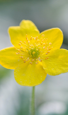 ANEMONE SPECIES RANUNCULOIDES