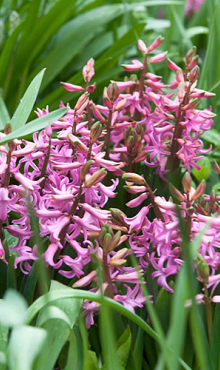 HYACINTHUS MULTIFLORA ROZE