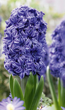 HYACINTHUS DOUBLE BLUE