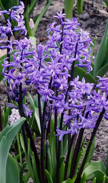 HYACINTHUS MULTIFLORA BLAUW