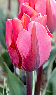 TULIPA PRETTY PRINCESS