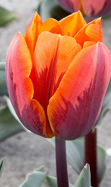 TULIPA PRINSES IRENE