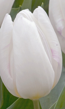 TULIPA WHITE PRINCE