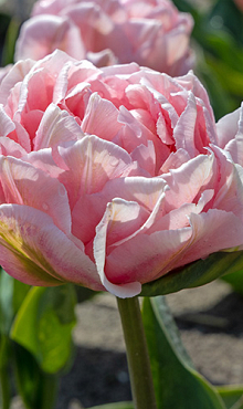 TULIPA DREAMER