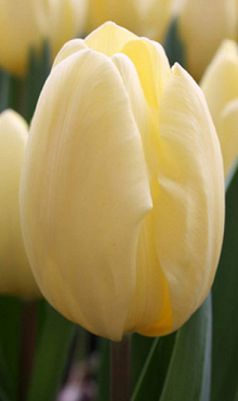 TULIPA CREME FRAICHE