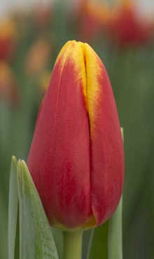 TULIPA DENMARK