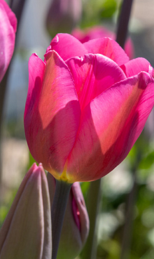 TULIPA DON QUICHOTTE