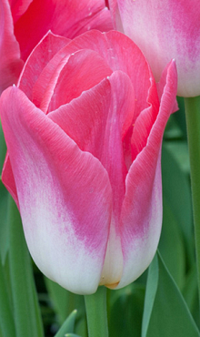 TULIPA DYNASTY