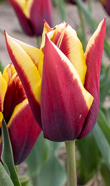 TULIPA GAVOTA