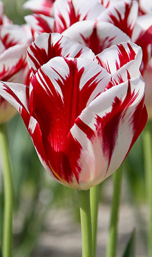 TULIPA GRAND PERFECTION