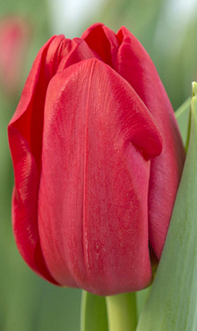 TULIPA HEARTBREAKER