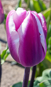 TULIPA LIBRIJE