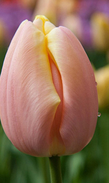 TULIPA MANGO CHARM