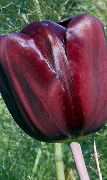 TULIPA MASCARA