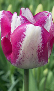 TULIPA MATA HARI