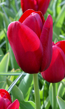 TULIPA NATIONAL VELVET