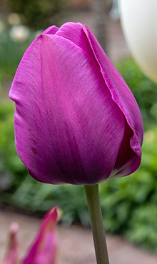 TULIPA NEGRITA