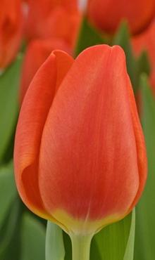 TULIPA ORANGE SHERPA