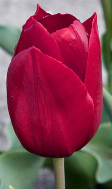 TULIPA PALLADA