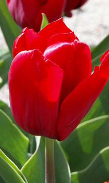 TULIPA SEADOV