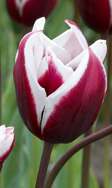 TULIPA SPITSBERGEN