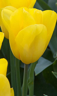 TULIPA STRONG GOLD