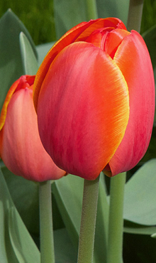 TULIPA AD REM