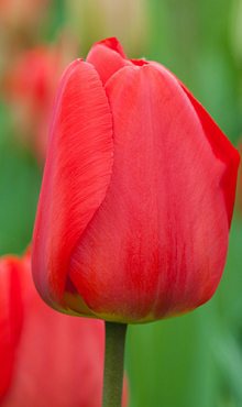 TULIPA APELDOORN