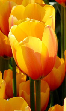 TULIPA APELDOORN'S ELITE